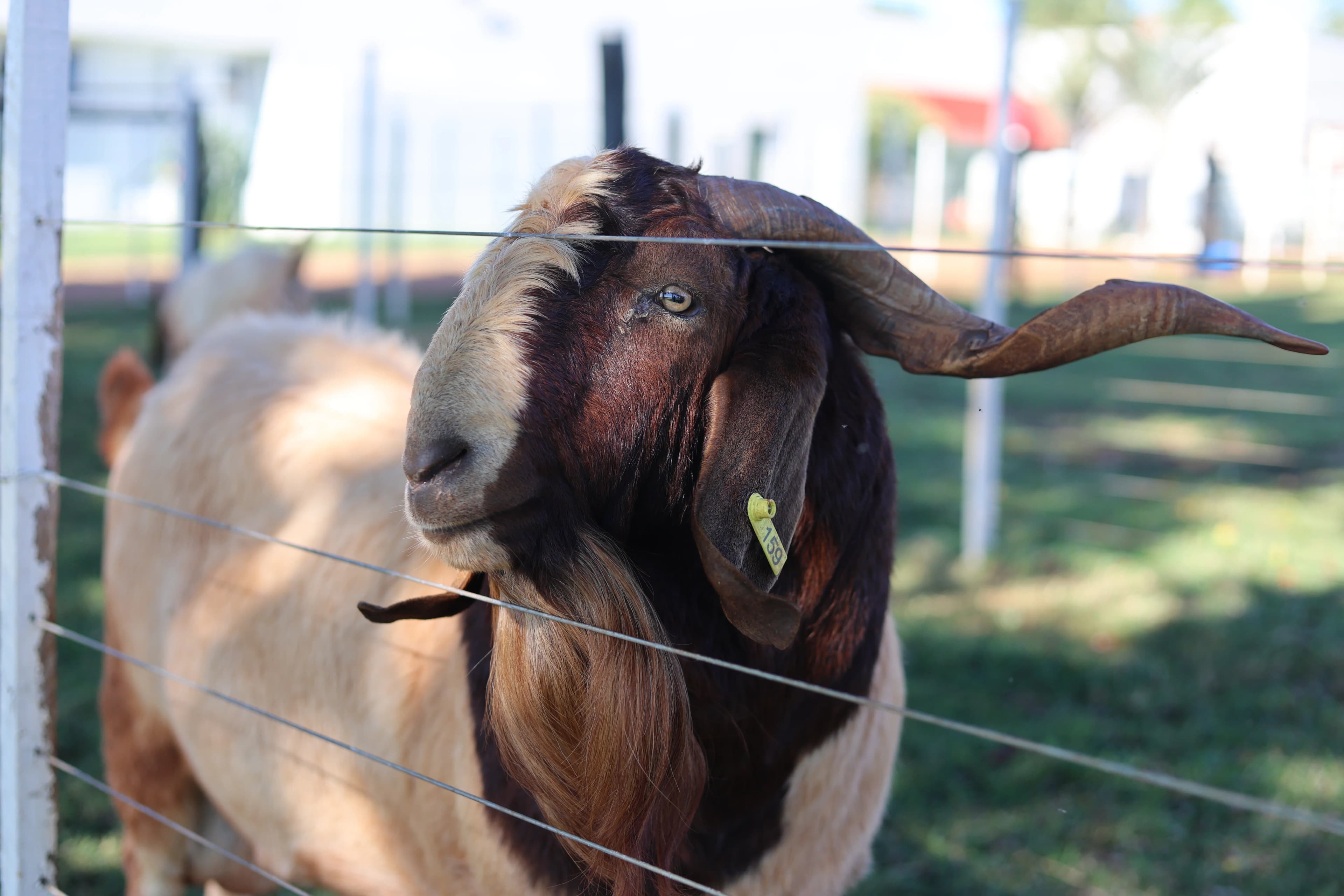 Fazenda Escola (Bode)