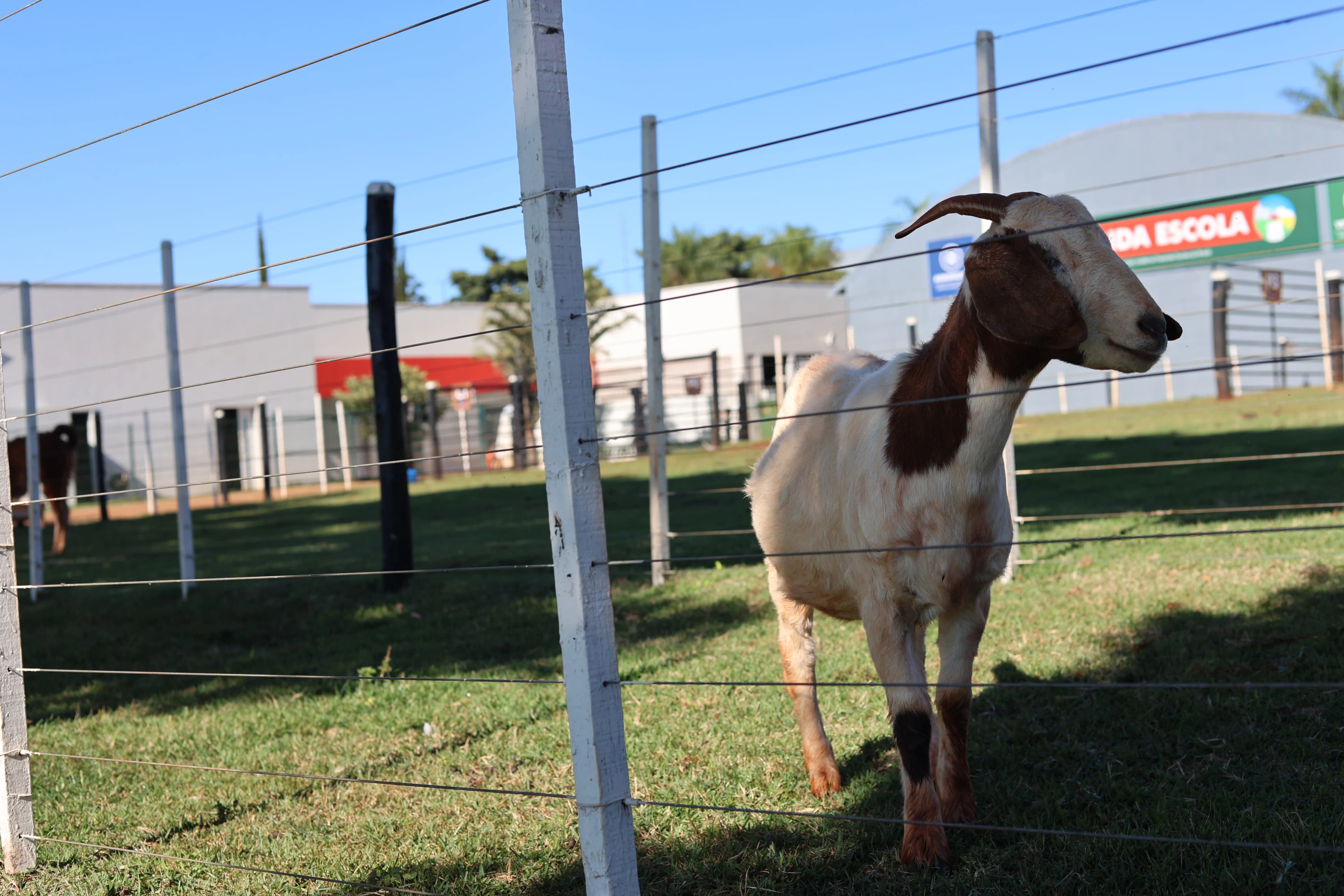 Fazenda Escola (Cabra)