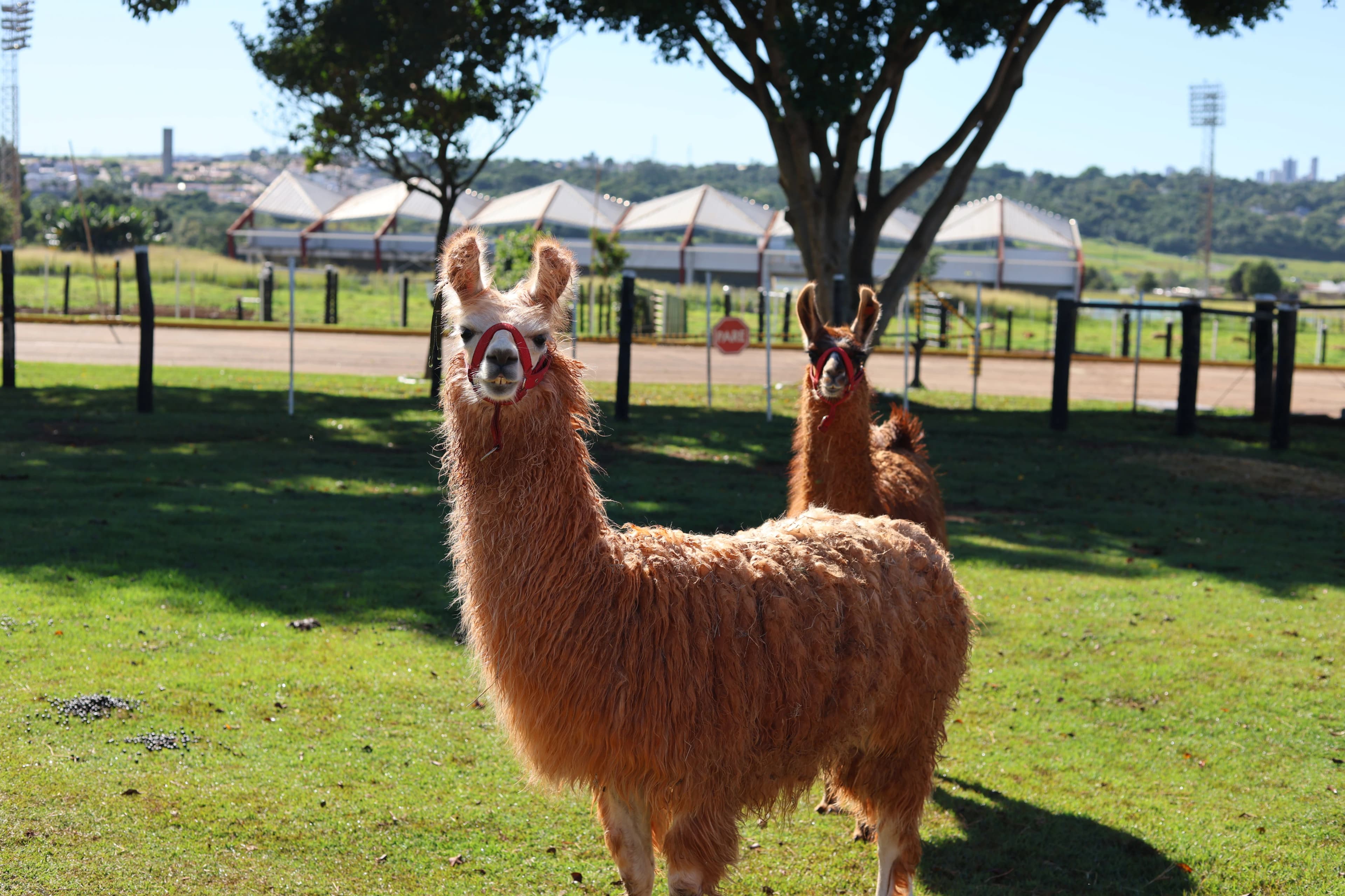 Fazenda Escola (Lhamas)
