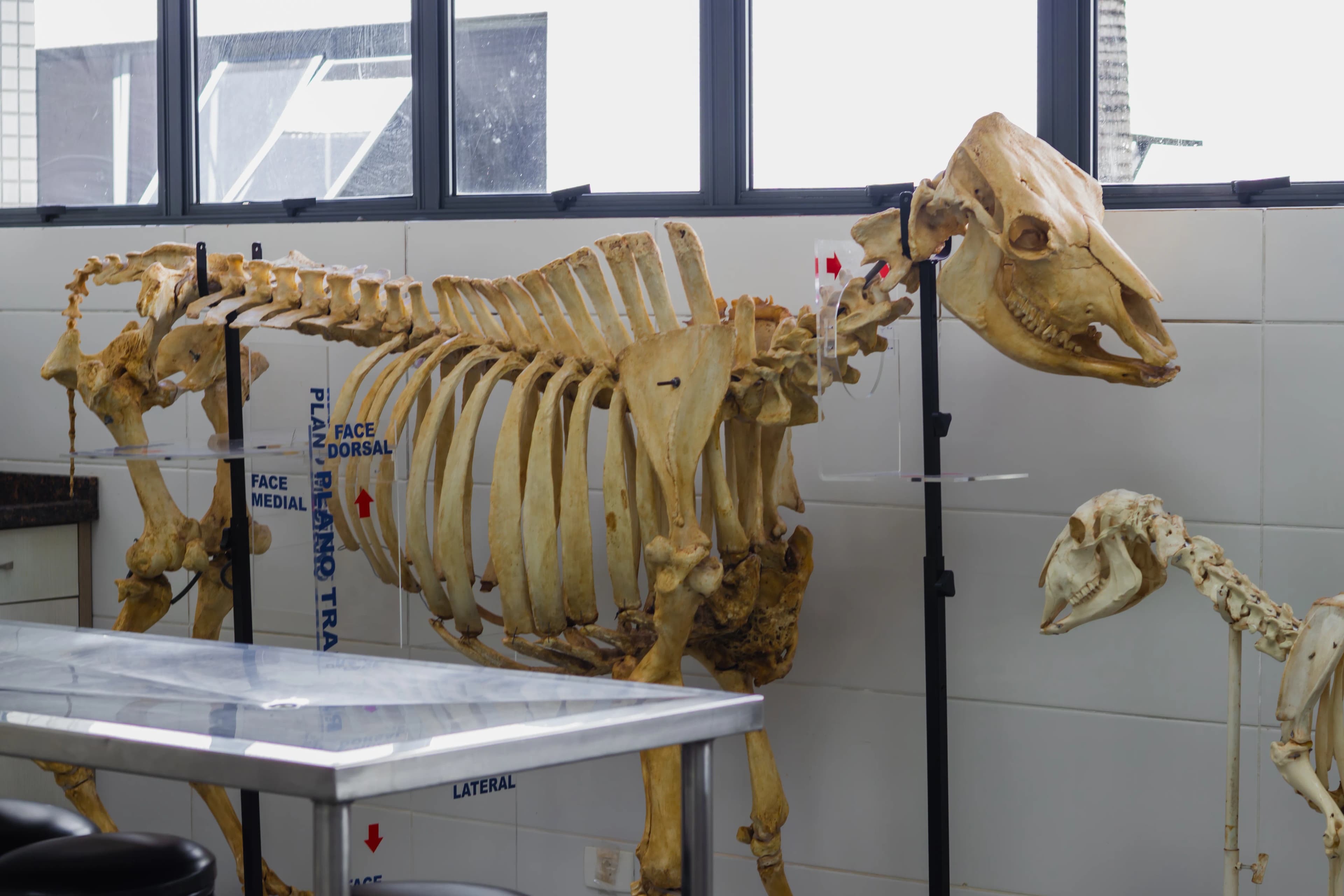 Laboratório de Anatomia Animal - Hospital Veterinário